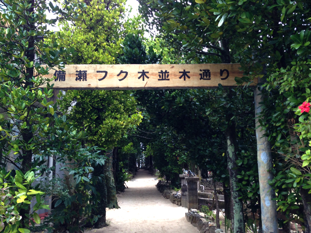 備瀬フクギ並木　Tree tunnel to the beach